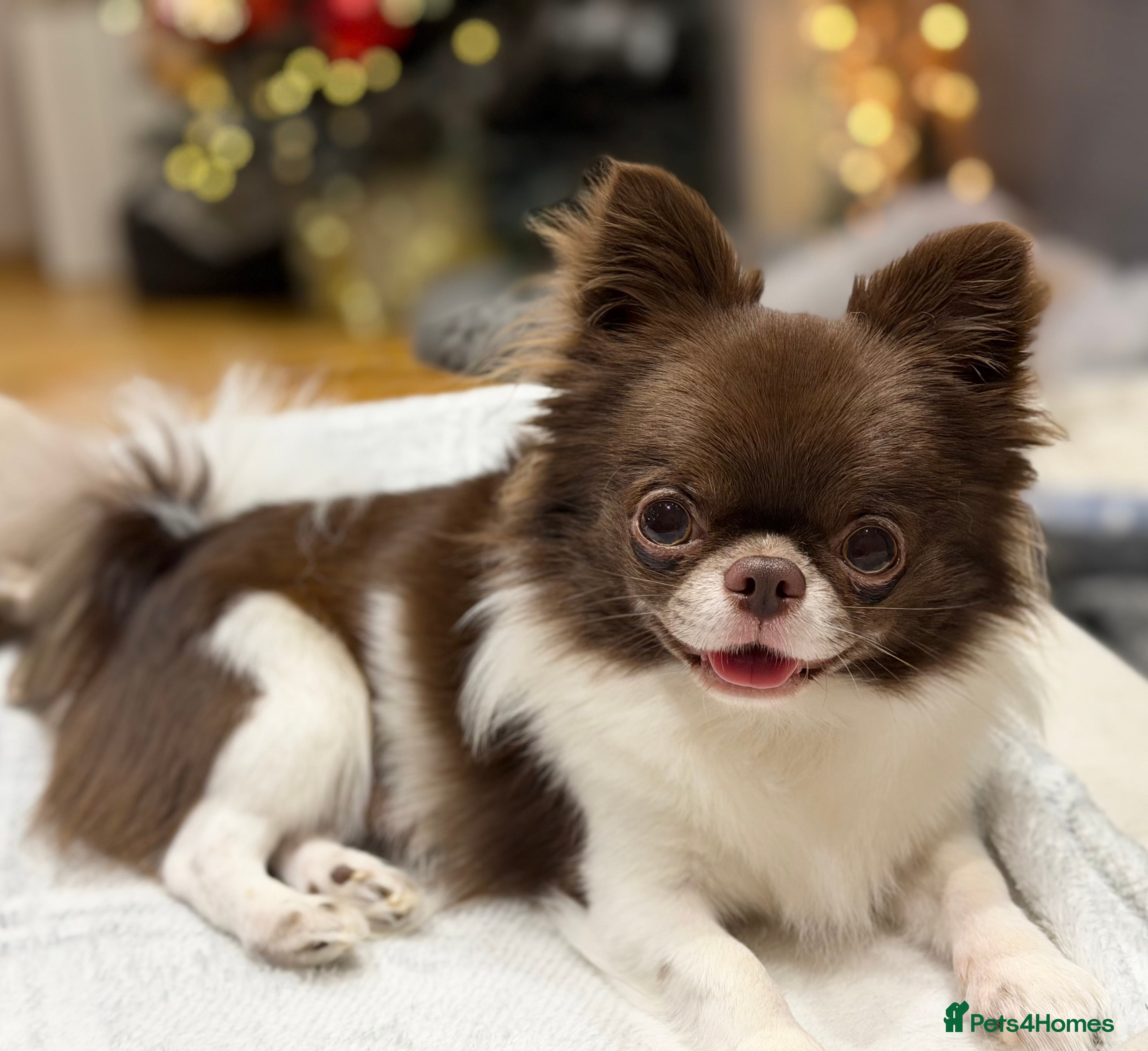 Chihuahua dogs KC registered/health tested  in London - Advert 3