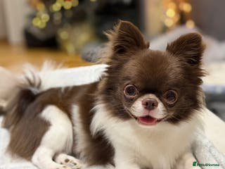 Chihuahua dogs KC registered/health tested in London - Advert 11