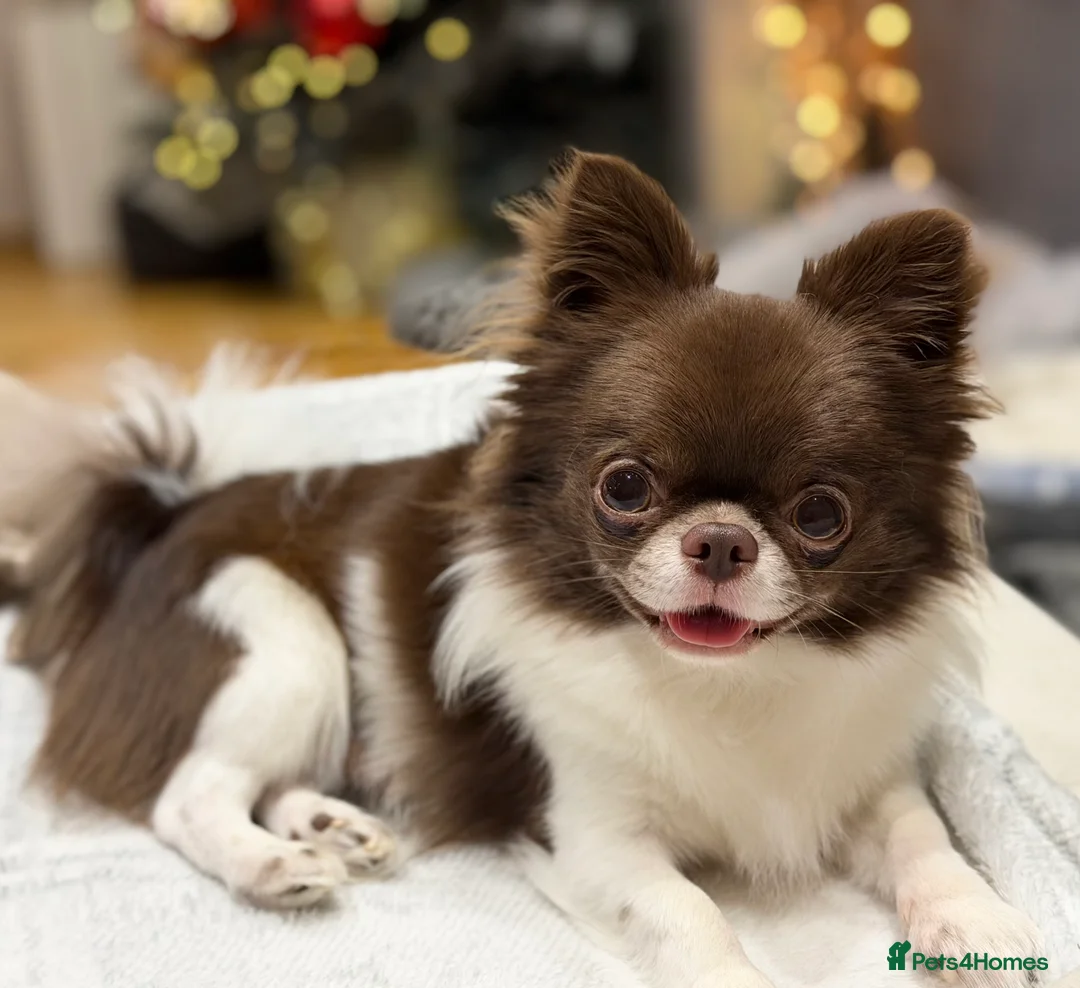 Chihuahua dogs for stud: KC registered/health tested  in London - Advert 1