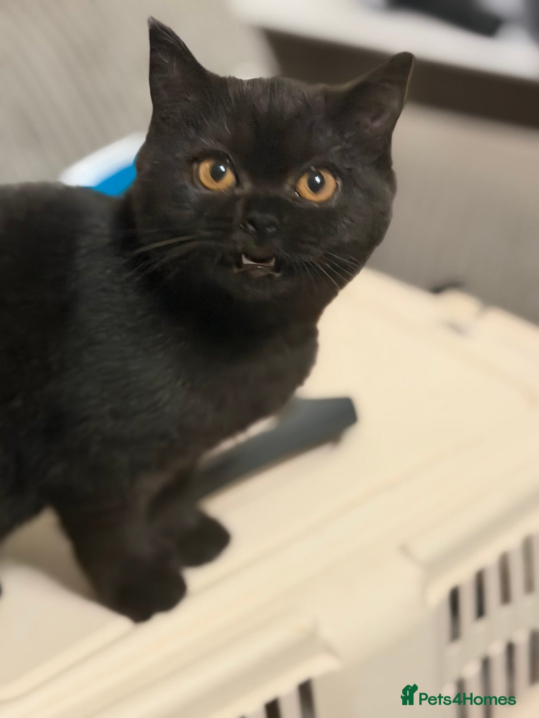 British Shorthair cats for sale: Ready to leave *** black female bsh *** - Advert 19