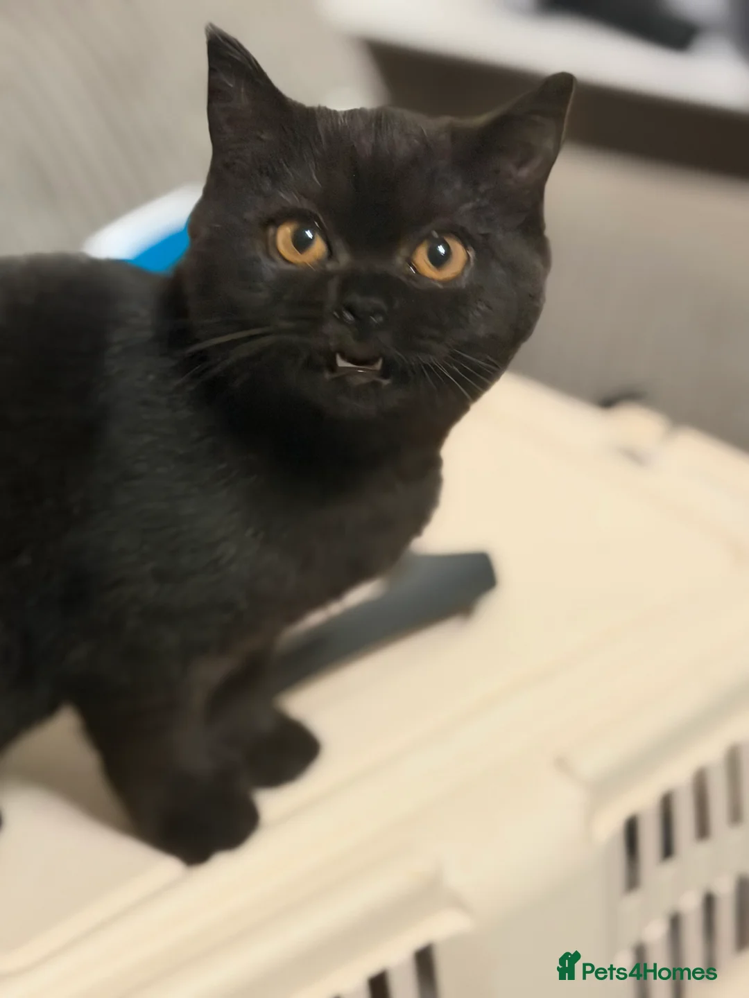 British Shorthair cats for sale: Ready to leave *** black female bsh *** - Advert 19