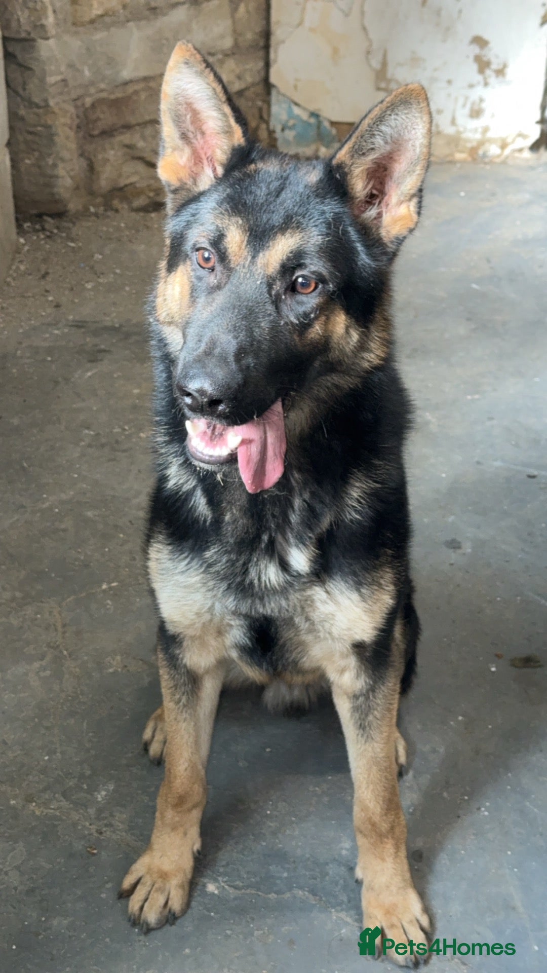 German Shepherd dogs 11 month German shepherd male friendly energetic ! - Advert 1