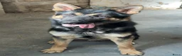 German Shepherd dogs for sale: 11 month German shepherd male friendly energetic ! in Keighley - Advert 1