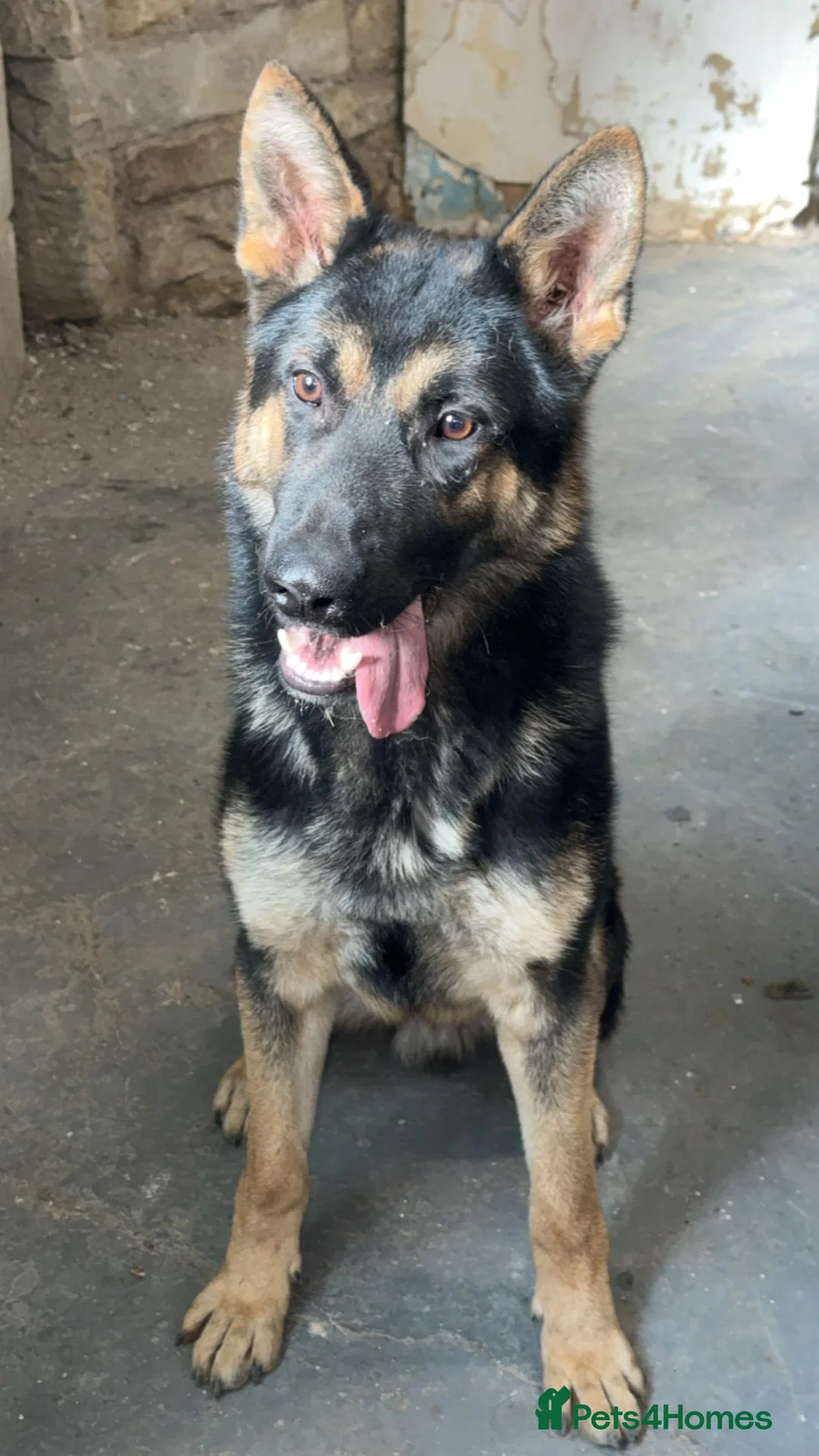 German Shepherd dogs for sale: 11 month German shepherd male friendly energetic ! in Keighley - Advert 1