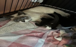 Mixed Breed cats for sale: Part Siamese kittens for sale - Image 3