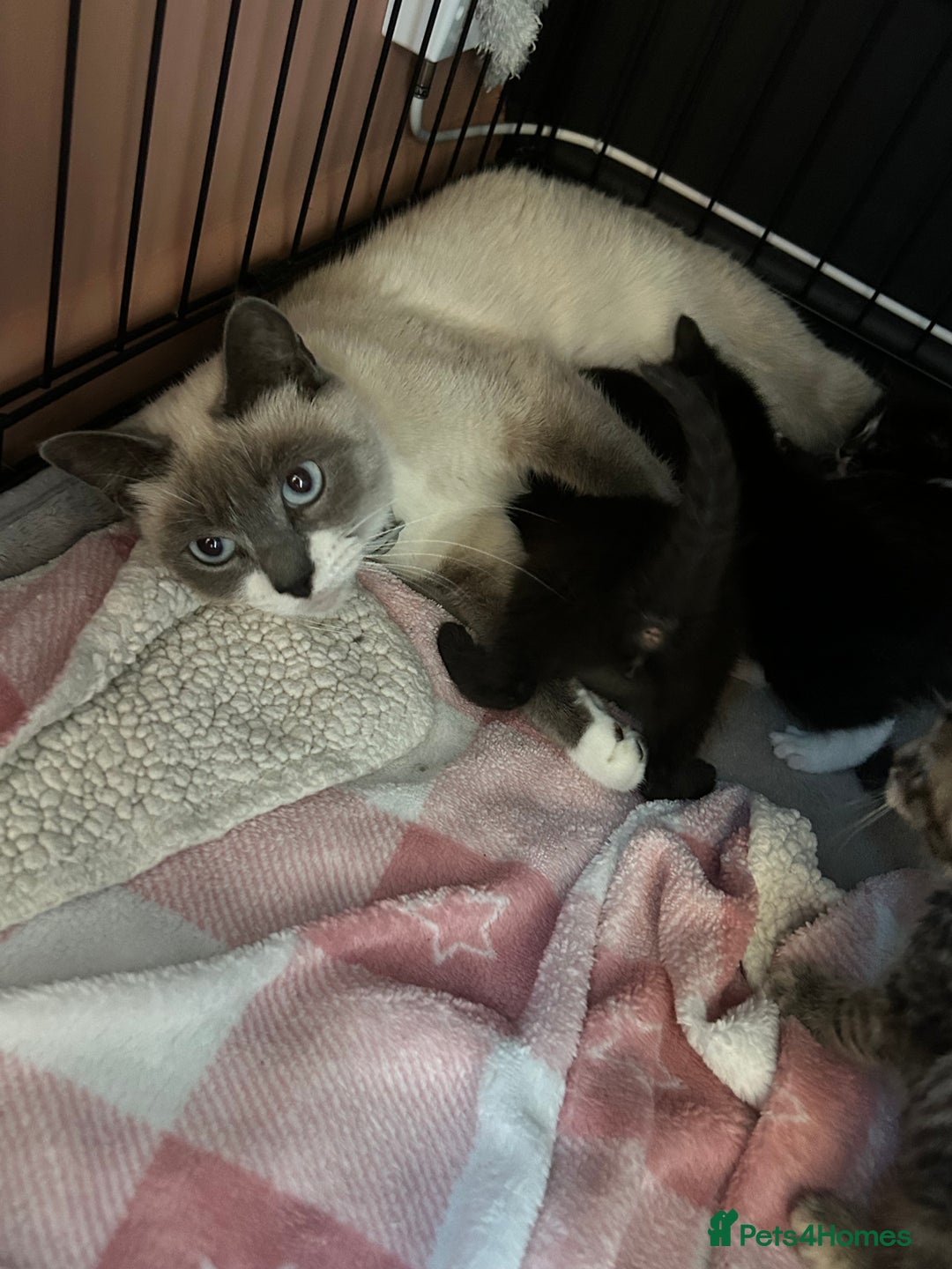 Mixed Breed cats for sale: Part Siamese kittens for sale - Image 3