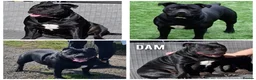 Staffordshire Bull Terrier dogs for sale: Kc champion lined Staffordshire bull terrier pupps - Advert 3