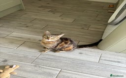 Domestic Shorthair cats for sale: I need a good loving forever home 🐾🐾 - Image 3