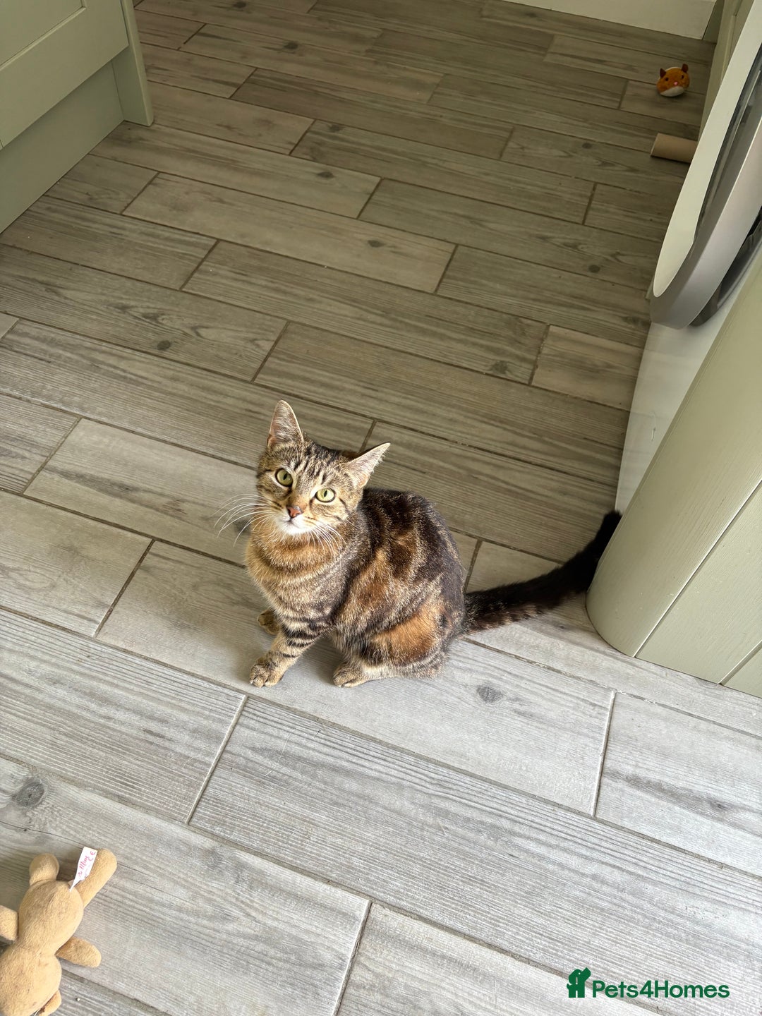 Domestic Shorthair cats for sale: I need a good loving forever home 🐾🐾 - Image 3