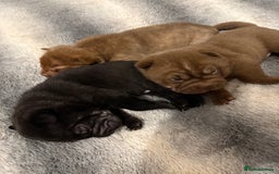 Shar Pei dogs for sale: Stunning Shar Pei Pups - Image 8