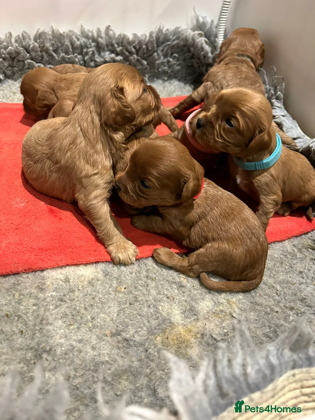 Cavapoo dogs for stud: PROVEN F1 Red Cavapoo stud-DNA Fully health tested - Advert 19