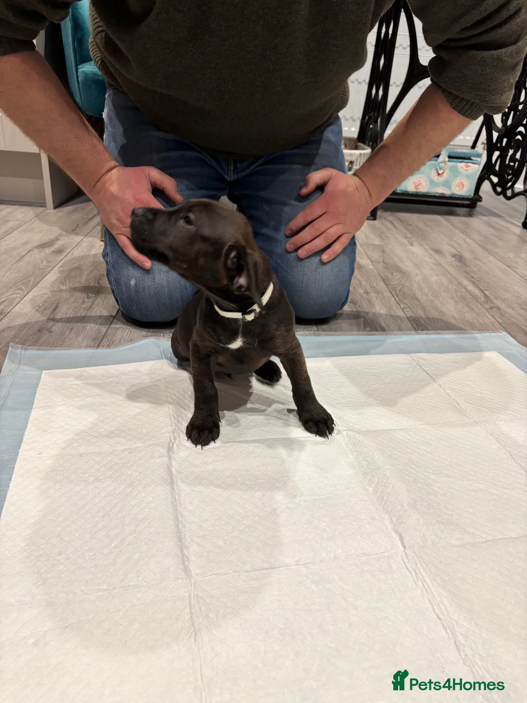 Patterdale Terrier dogs for sale: Patterdale puppies ready to go - Advert 9