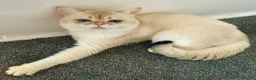 Scottish Fold cats for stud: Russian imported golden chinchilla ny1133 for stud in West Bromwich - Advert 3