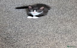 Mixed Breed cats for sale: One little boy 9 weeks old  - Image 2