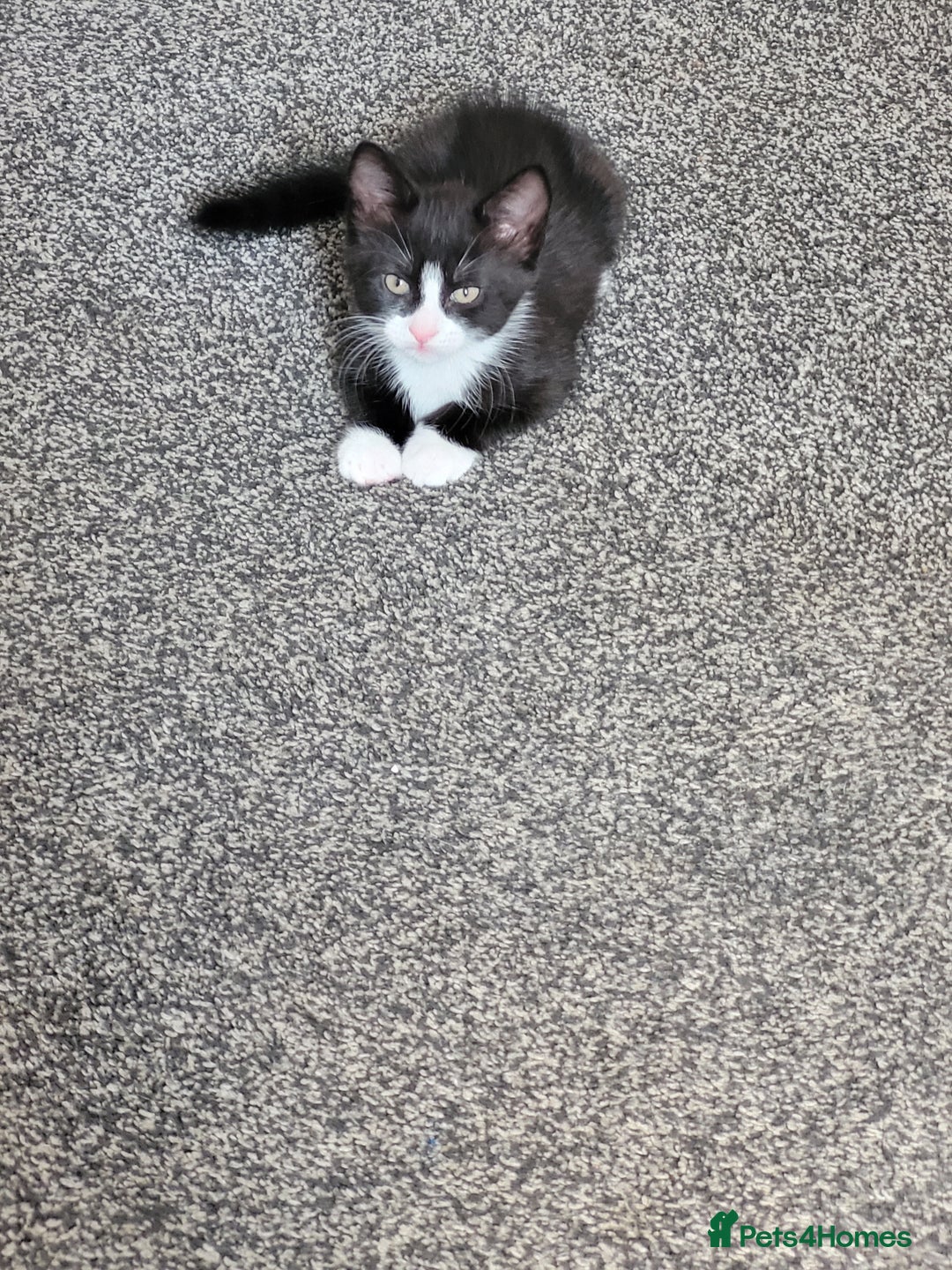 Mixed Breed cats for sale: One little boy 9 weeks old  - Image 2