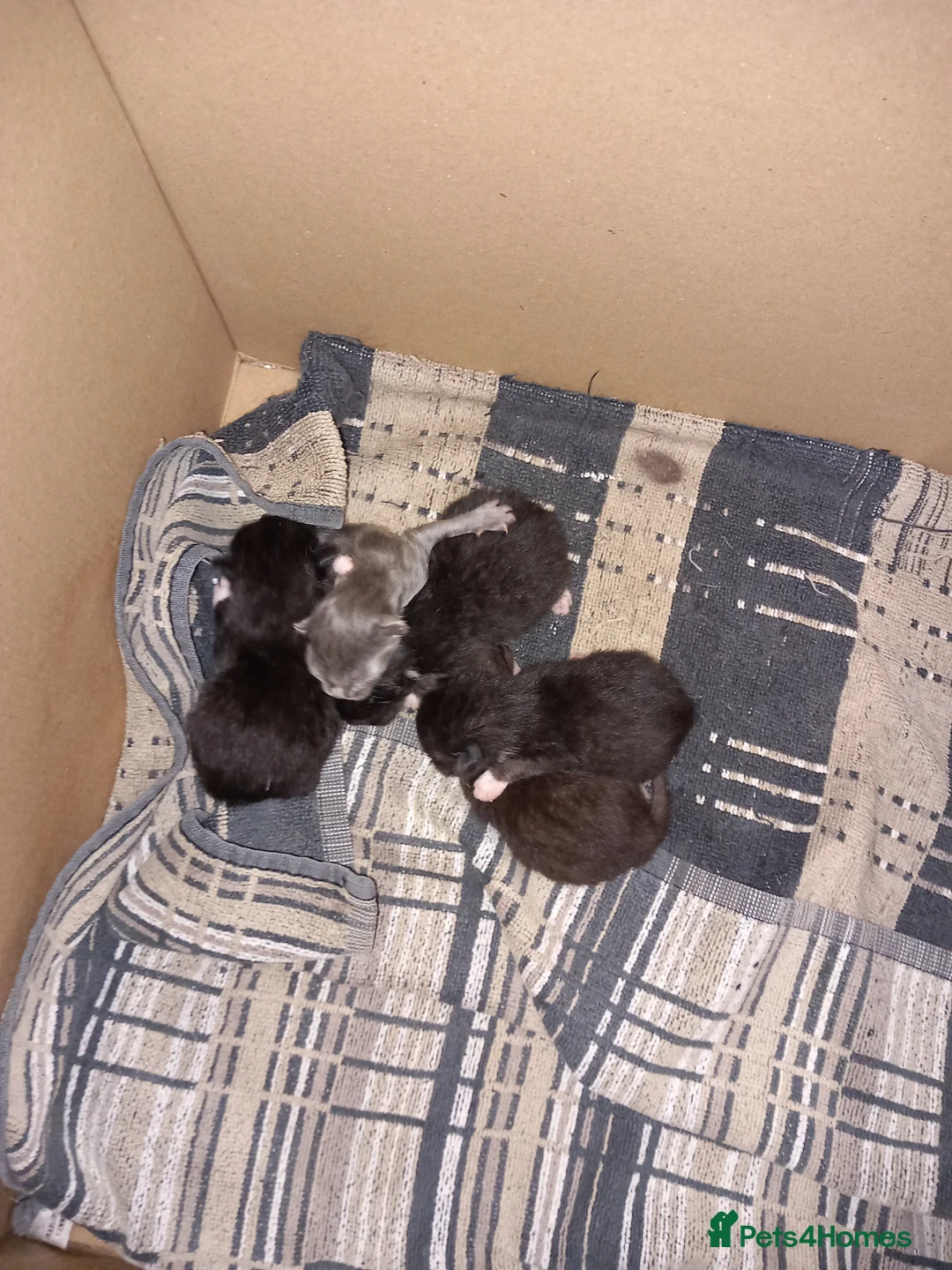 Mixed Breed cats for sale: Long hair grey kitten. - Advert 2