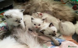 Ragdoll cats for sale: Gorgeous Gorgeous Kitten Ragdoll’s in Gravesend - Image 1