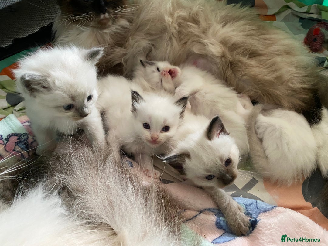 Ragdoll cats for sale: Gorgeous Gorgeous Kitten Ragdoll’s in Gravesend - Image 1