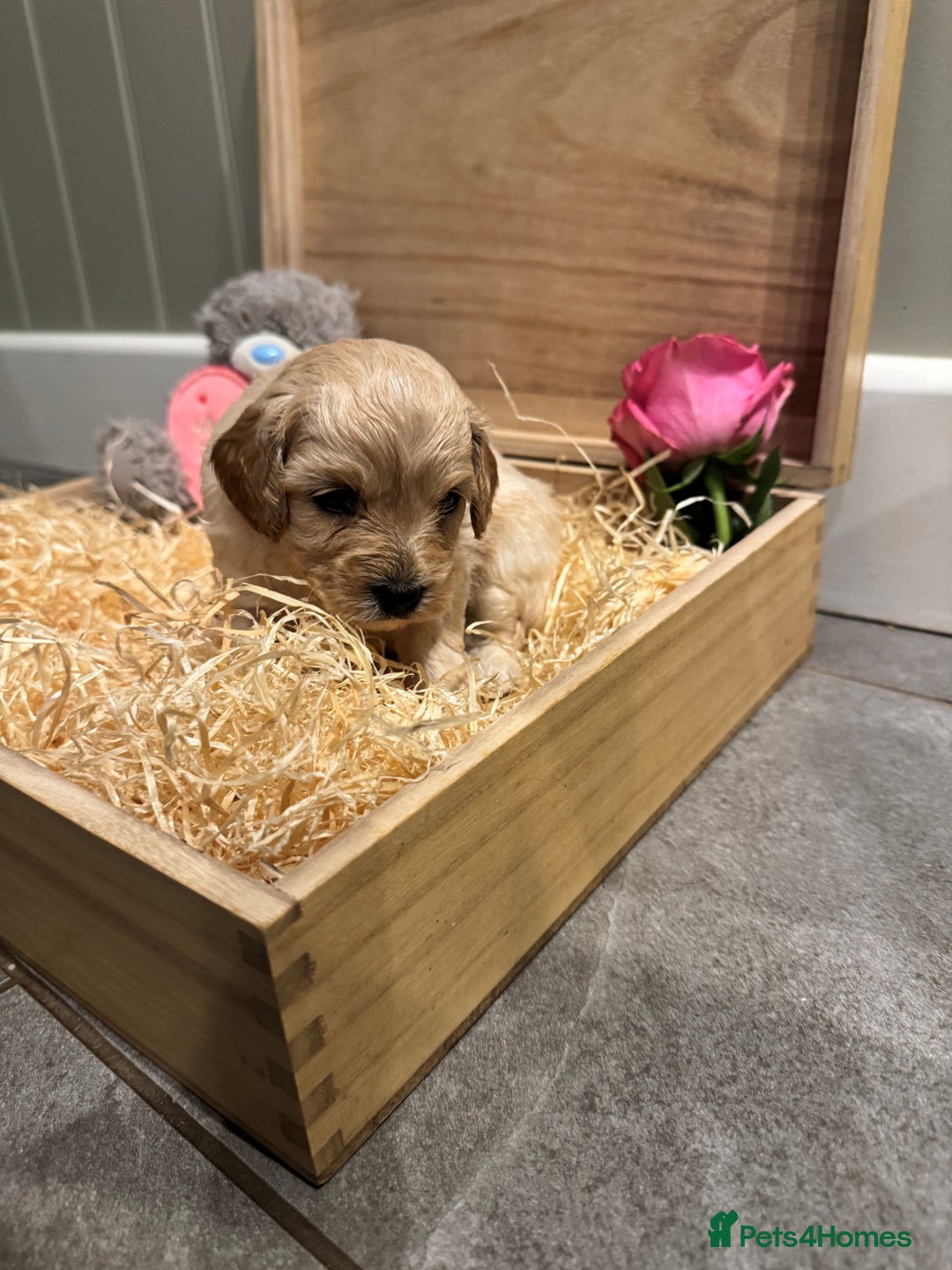 Cavachon dogs for sale: Cavapoochon puppies for sale - Advert 18