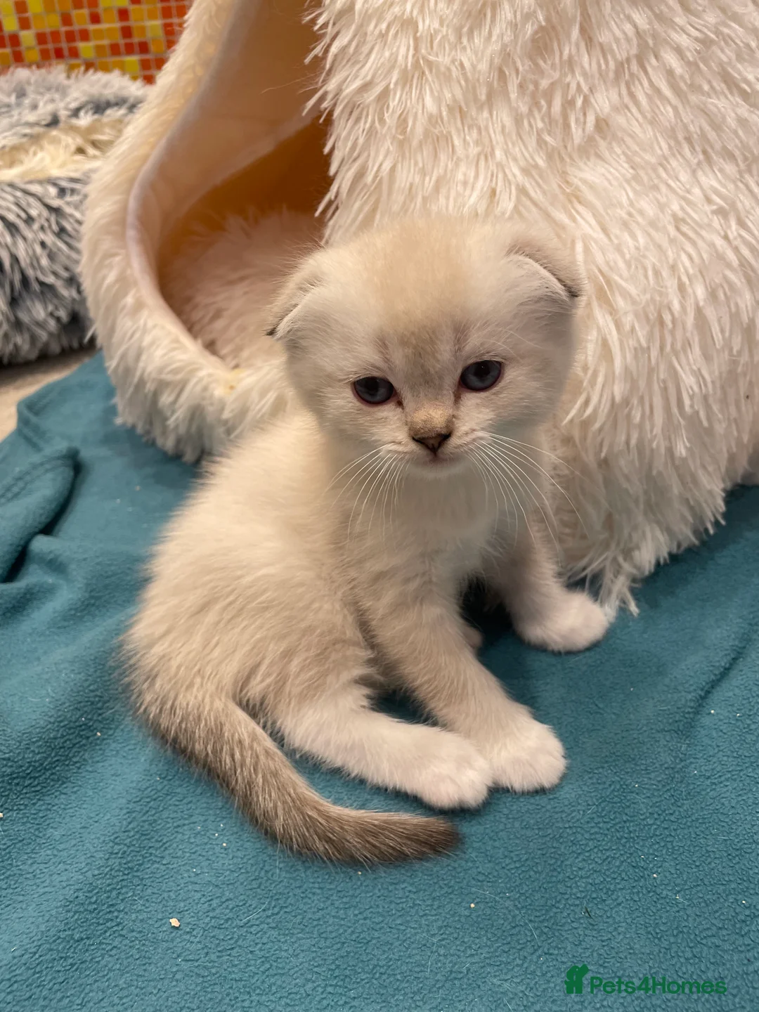 Scottish Fold cats for sale: Adorable Scottish Fold/Ragdoll boys in Barnet - Advert 16