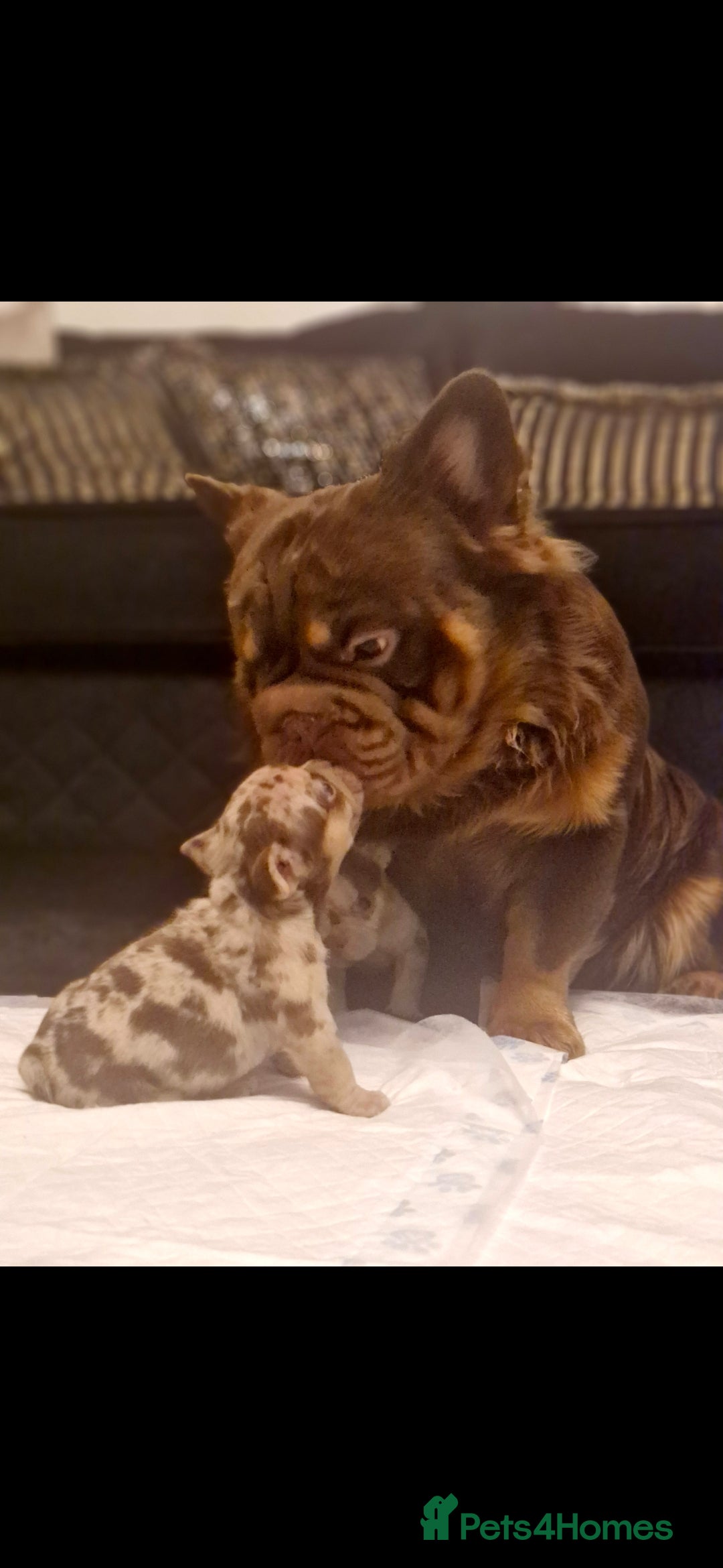 French Bulldog dogs for sale: Stunning puppies from £1500 - Advert 22