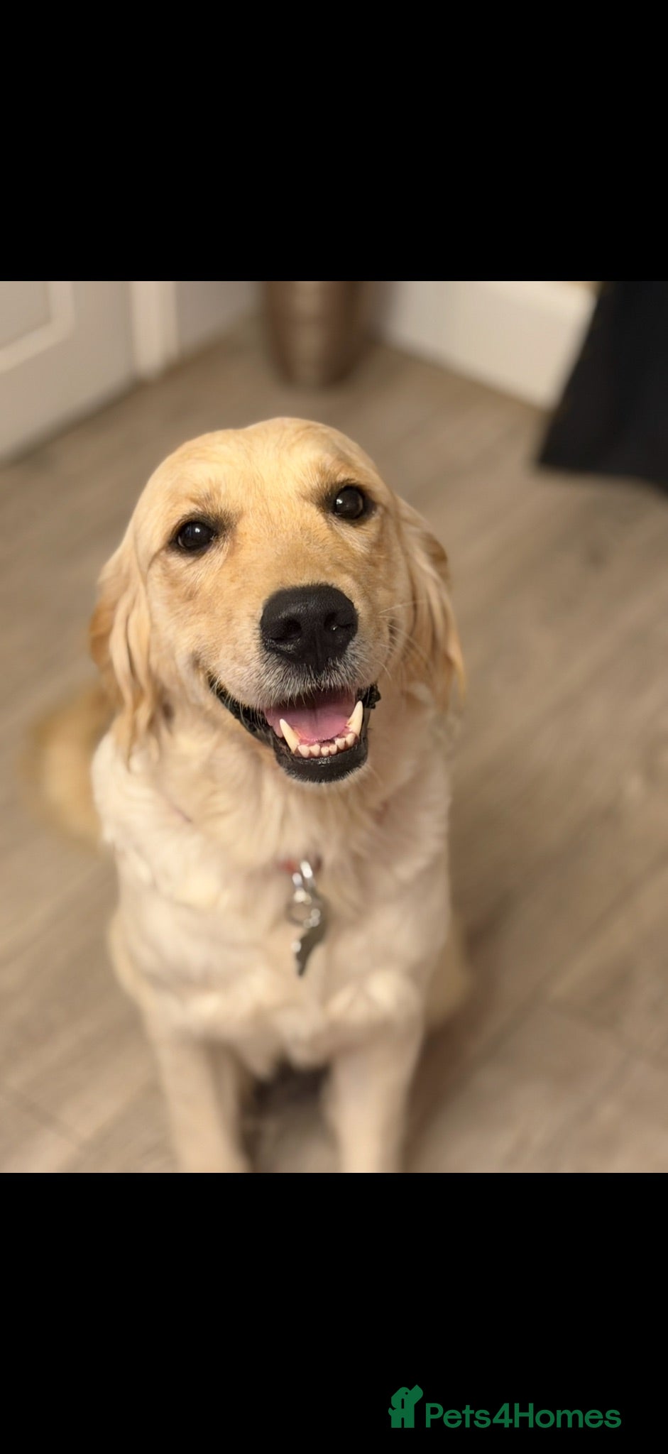 Golden Retriever dogs SPAYED adult female golden girl  - Advert 1