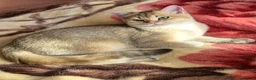 British Longhair cats for sale:  Tica registered BLH/BSH golden shaded  kittens  - Advert 15