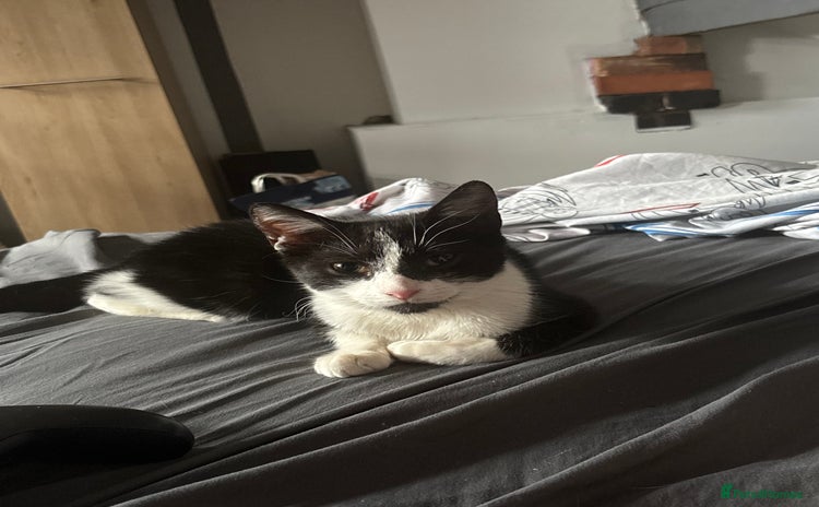 Domestic Shorthair cats - Advert 1