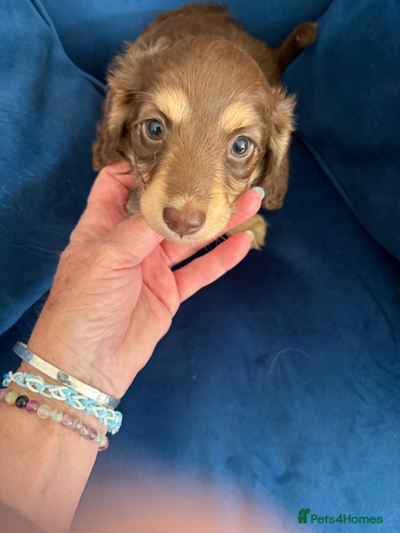 Miniature Dachshund dogs Long haired mini dapple dachshund pups - Advert 2
