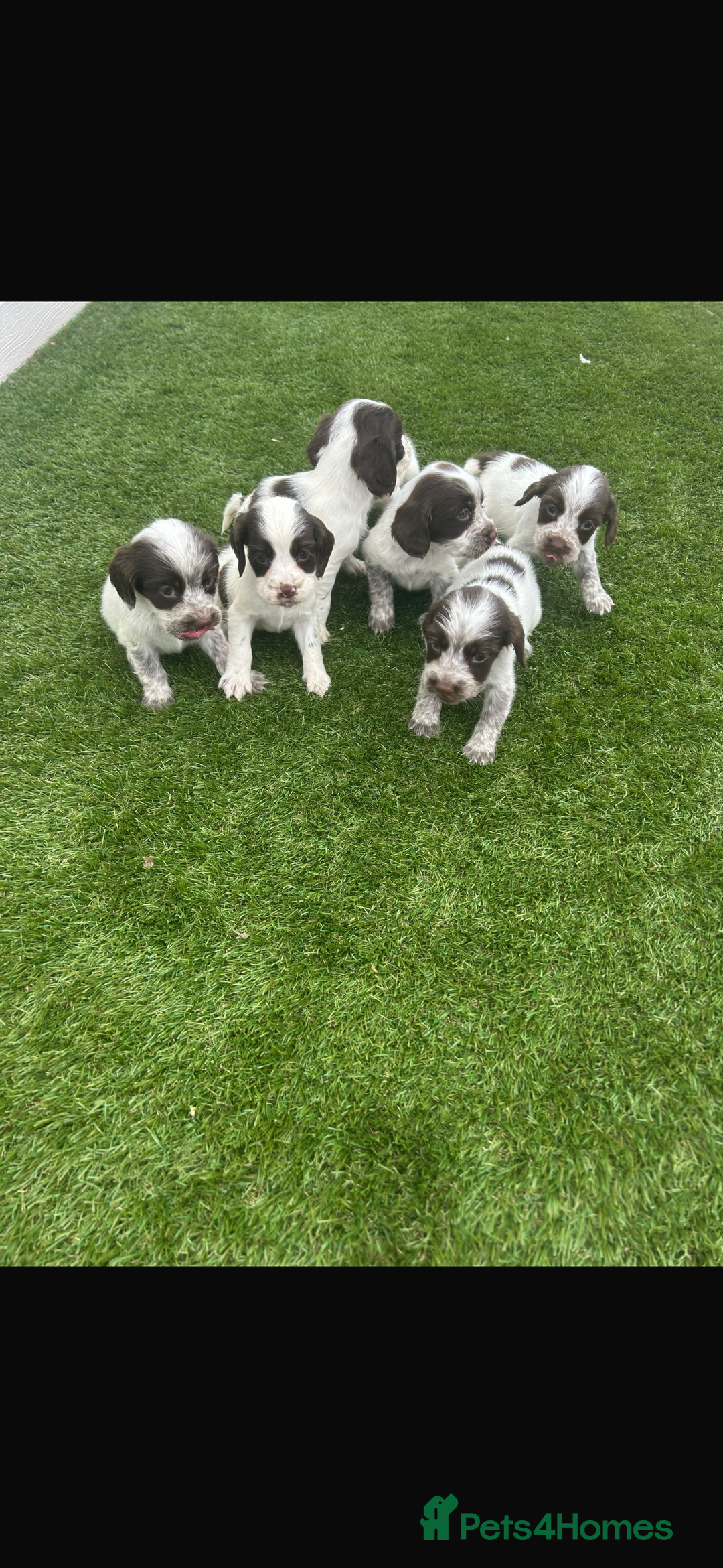 Cocker Spaniel dogs for sale: Cocker spaniel puppies 6girls 1boy ready now - Image 4