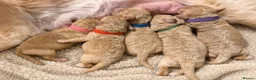 Labradoodle dogs for sale: Multi generation miniature Labradoodle - Advert 9