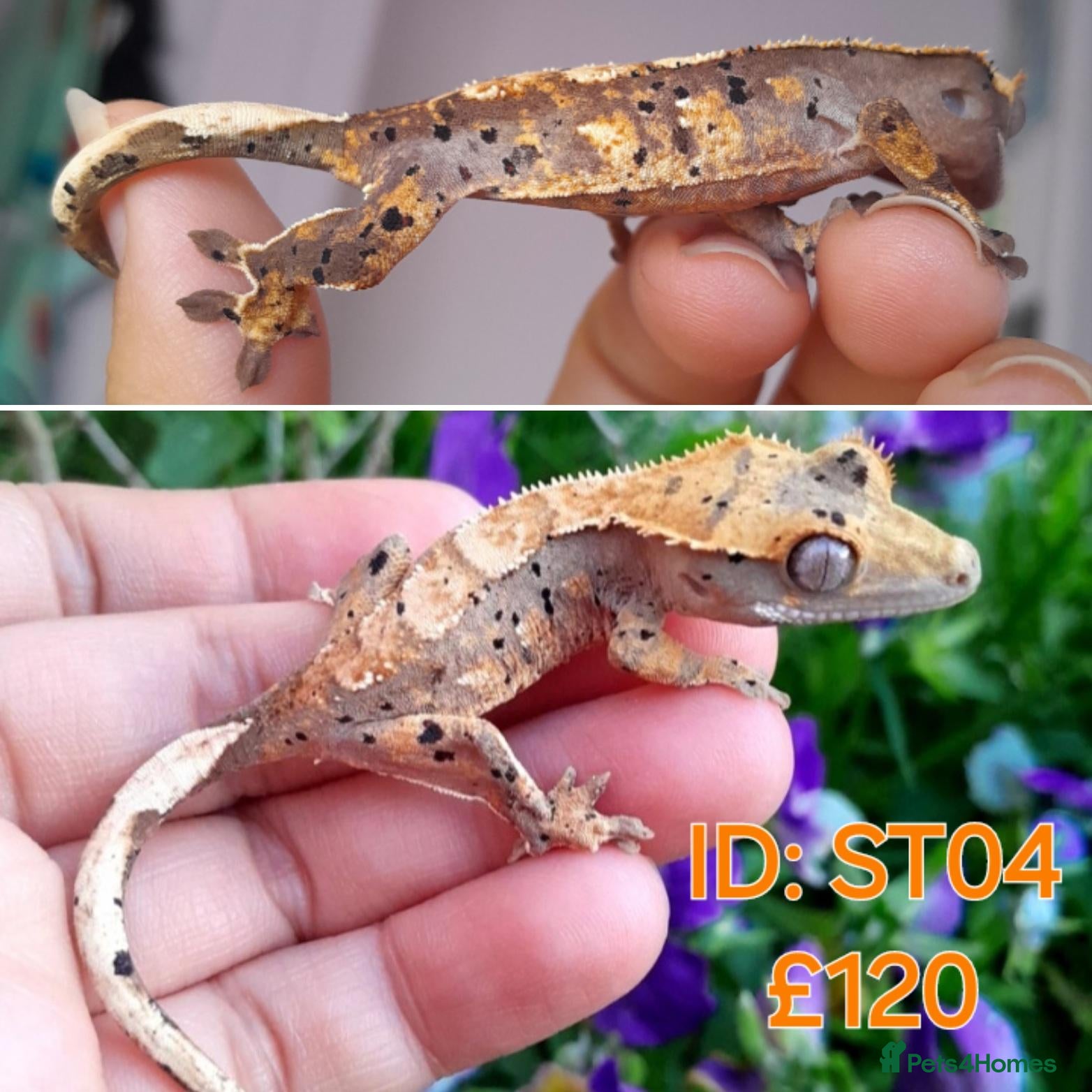 Gecko reptiles Juvinile Crested Geckos various morphs  - Advert 5