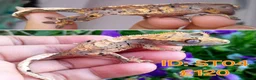 Gecko reptiles for sale: Juvinile Crested Geckos various morphs  - Advert 3