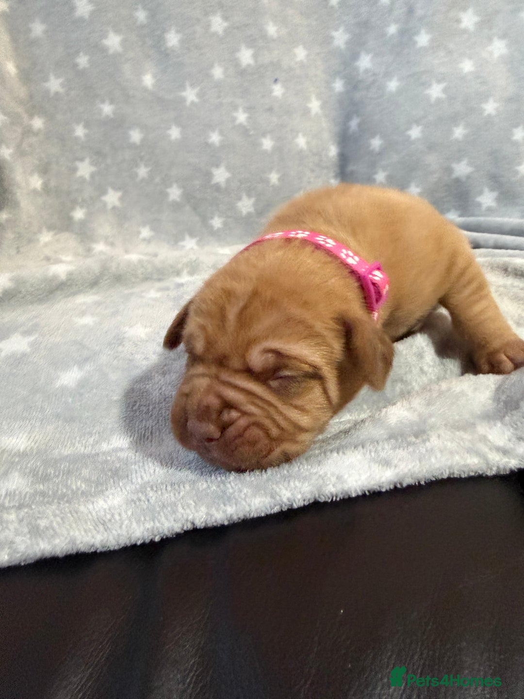Dogue De Bordeaux dogs for sale: Beautiful Dogue De Bordeaux Puppies - Advert 13
