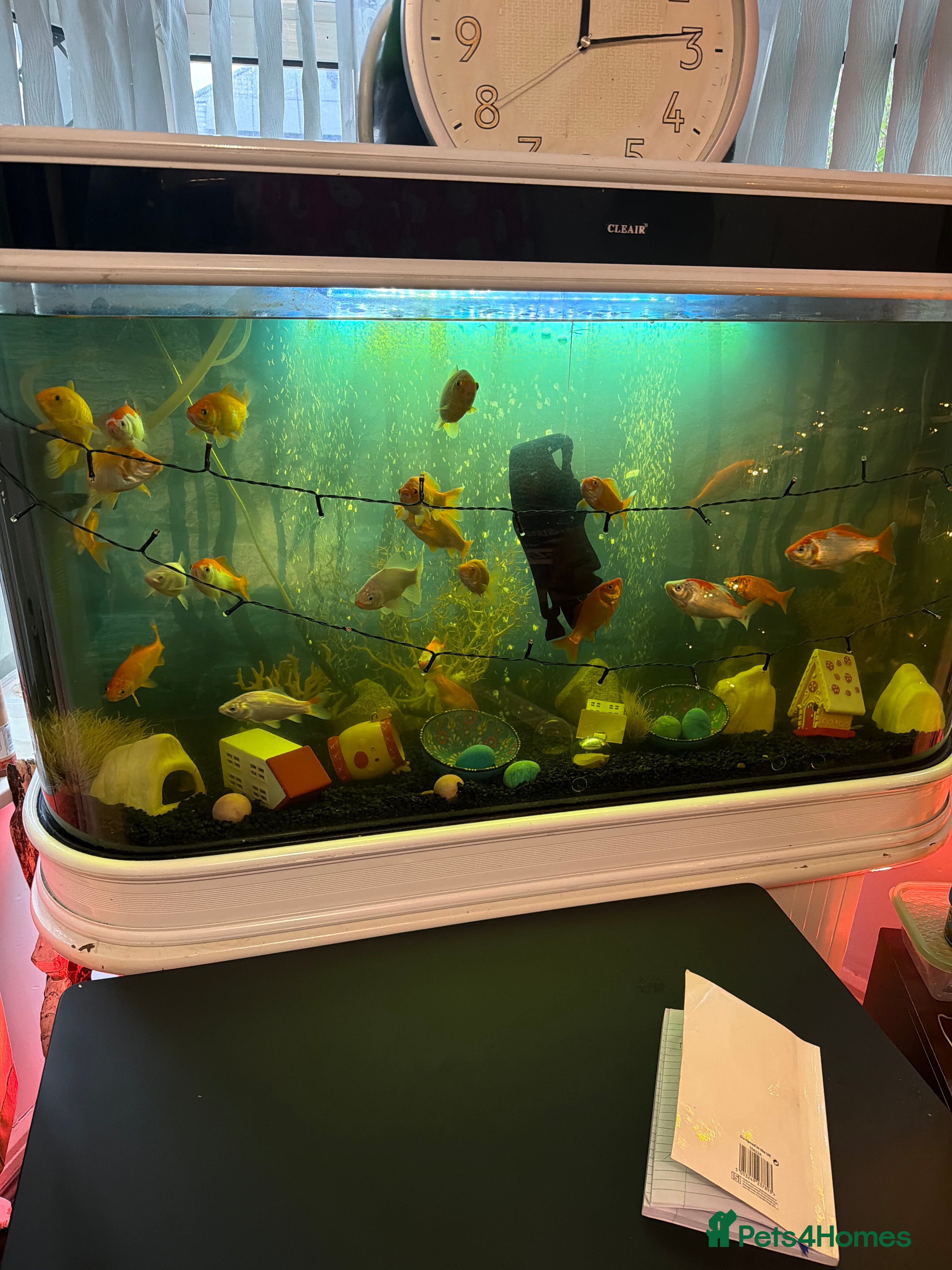 Goldfish fish Fish& fish tank - Advert 2