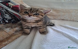 Mixed Breed cats for sale: Four fluffy stress reducers looking for new homes - Image 4