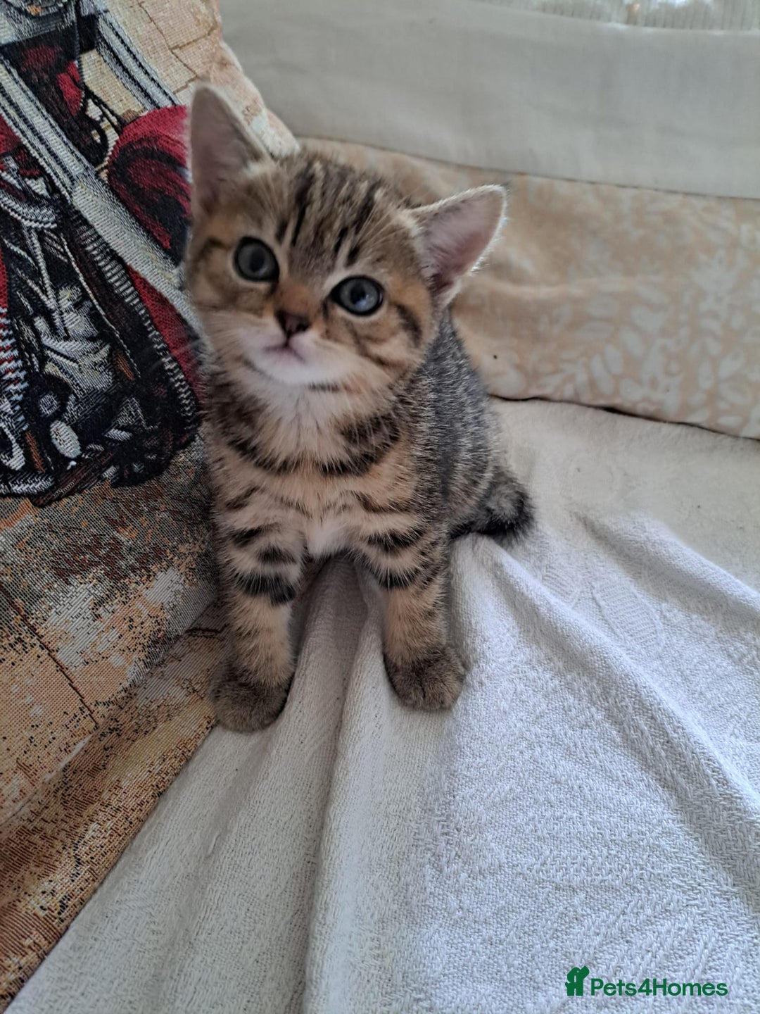 Mixed Breed cats for sale: Four fluffy stress reducers looking for new homes - Image 4