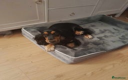 Cocker Spaniel dogs for sale: Show Cocker Spaniel  - Image 1