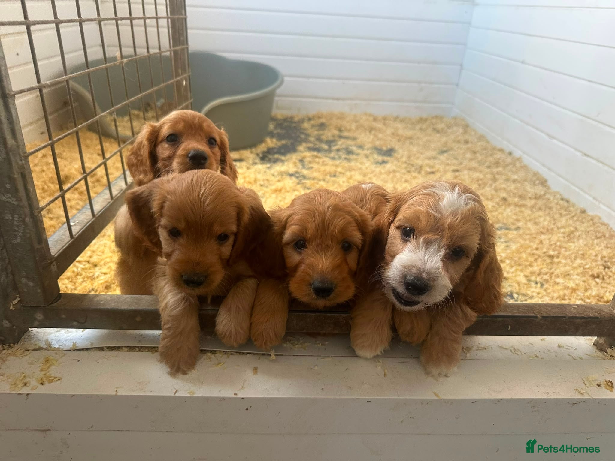 Cockapoo dogs F1 playful cockapoo boys ready 16 July  - Advert 18