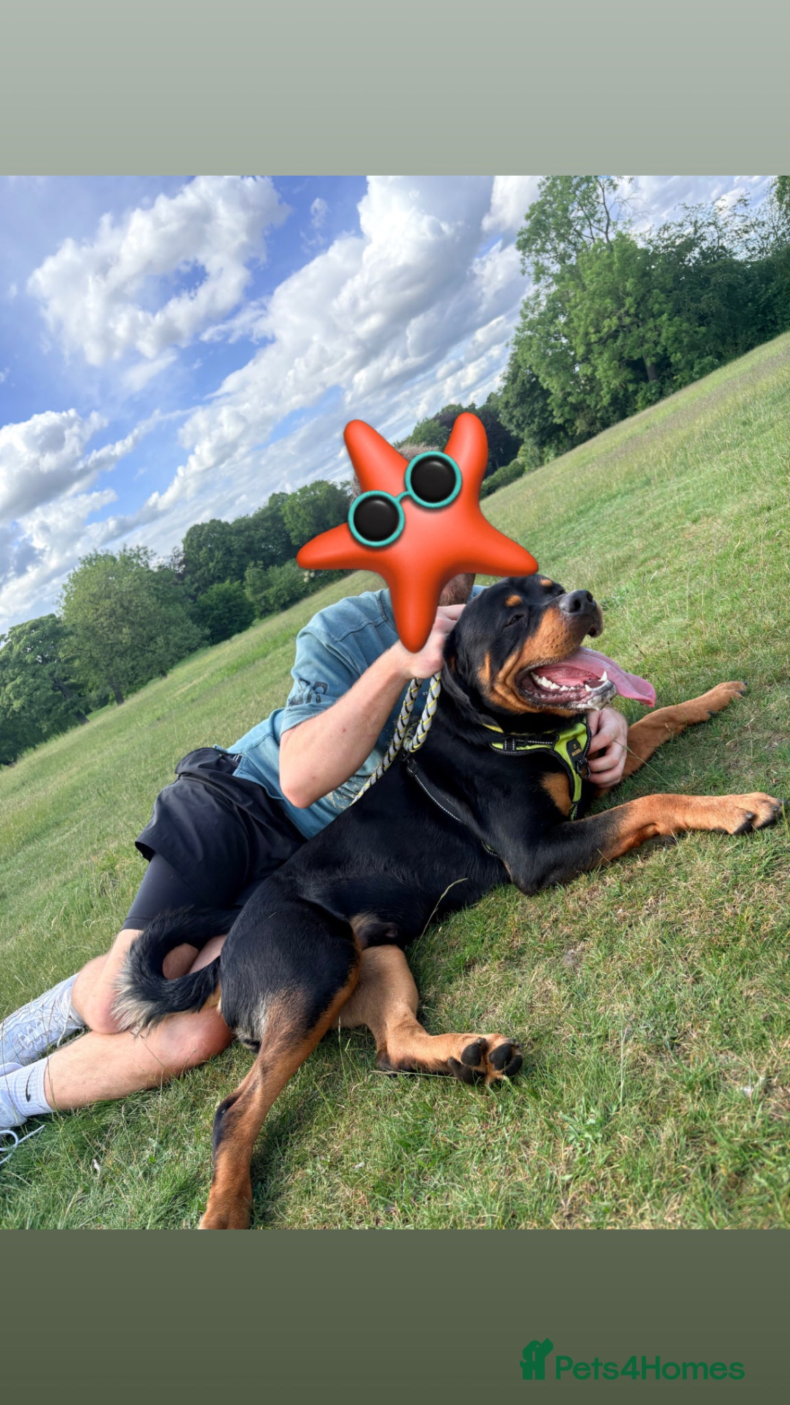 Rottweiler dogs for sale: Male Rottweiler 1.5 year old in Barnsley - Advert 1