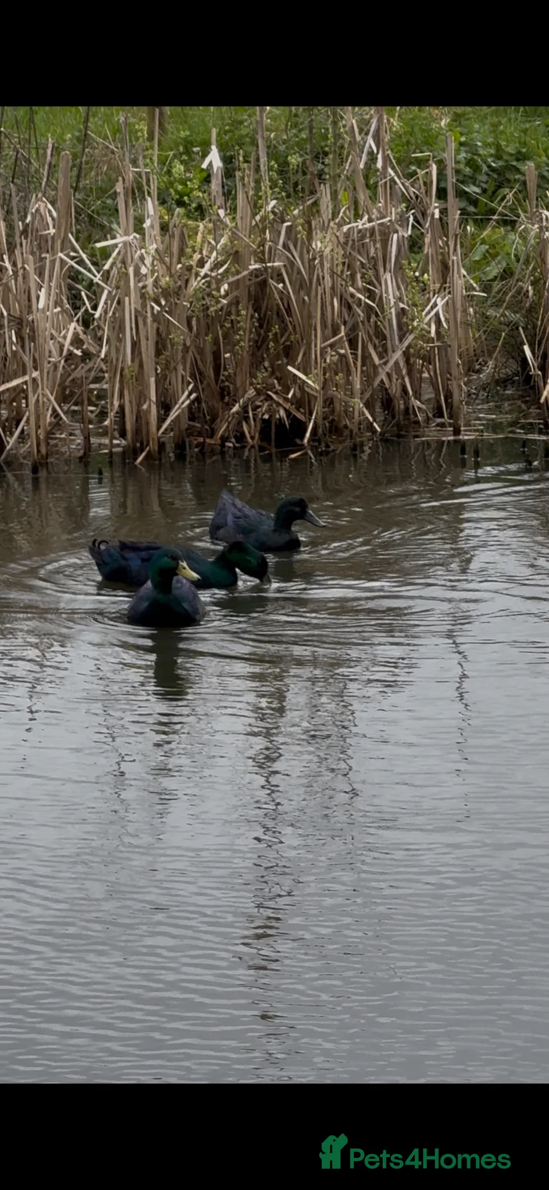 Mixed Breed birds for sale: 2 day old Cayuga duckings  - Advert 2