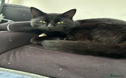 Ragdoll cats for sale: Sooty 1 year old male cat - Image 2