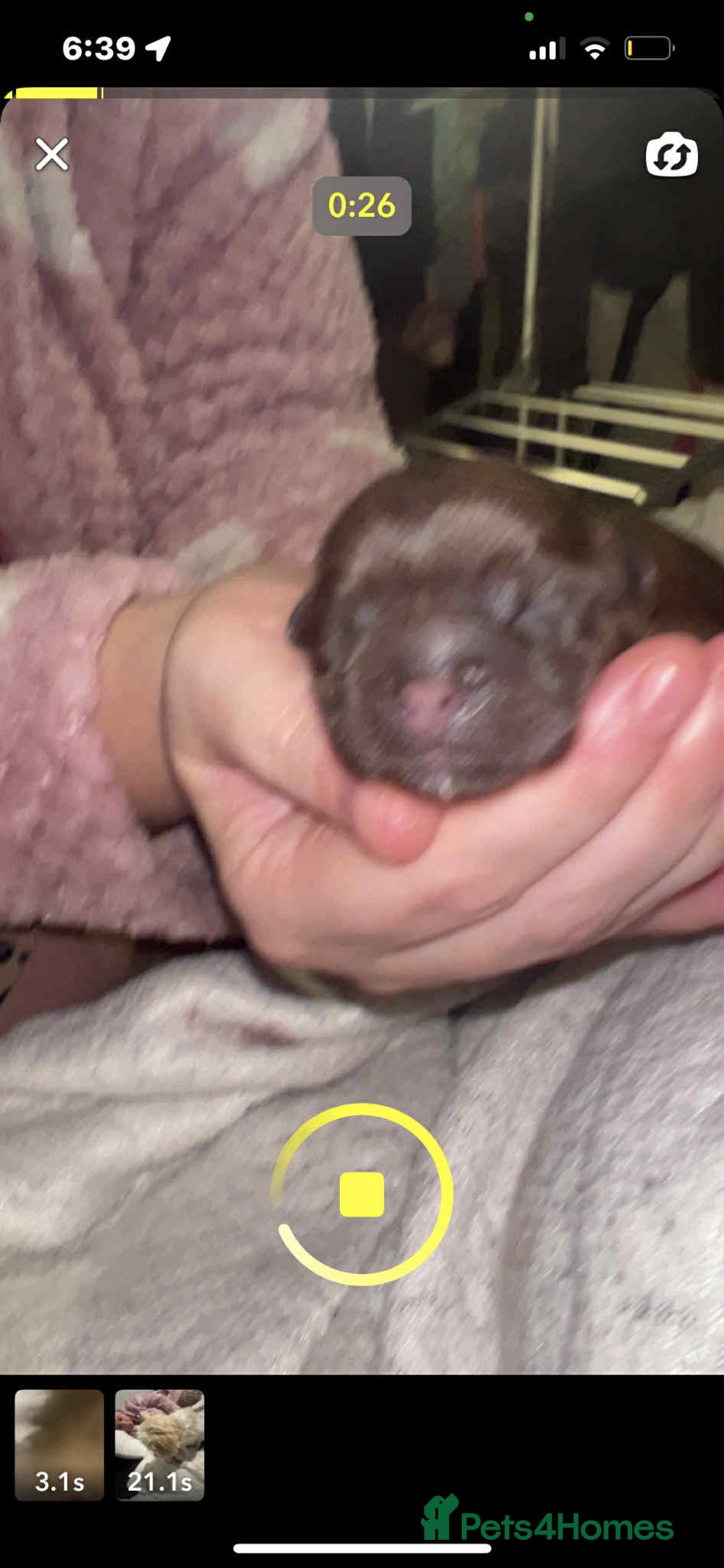 Shih Tzu dogs for sale: Shitzu  - Image 7