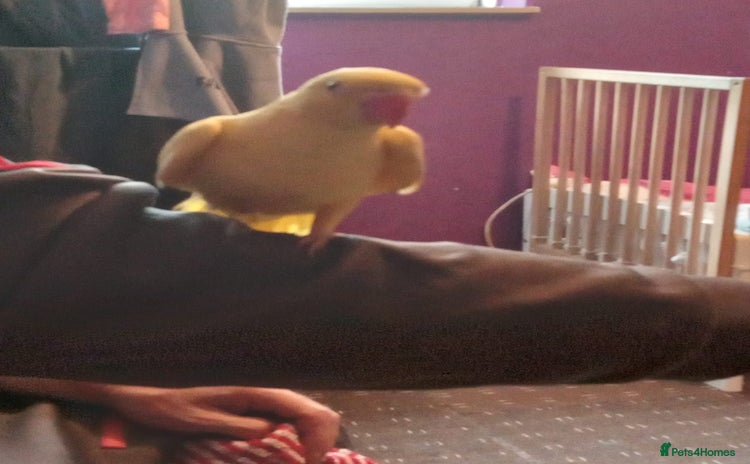 Ringnecks birds - Advert 1
