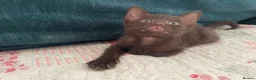 Siamese cats for sale: Siamese x Maine coon kittens - Advert 14