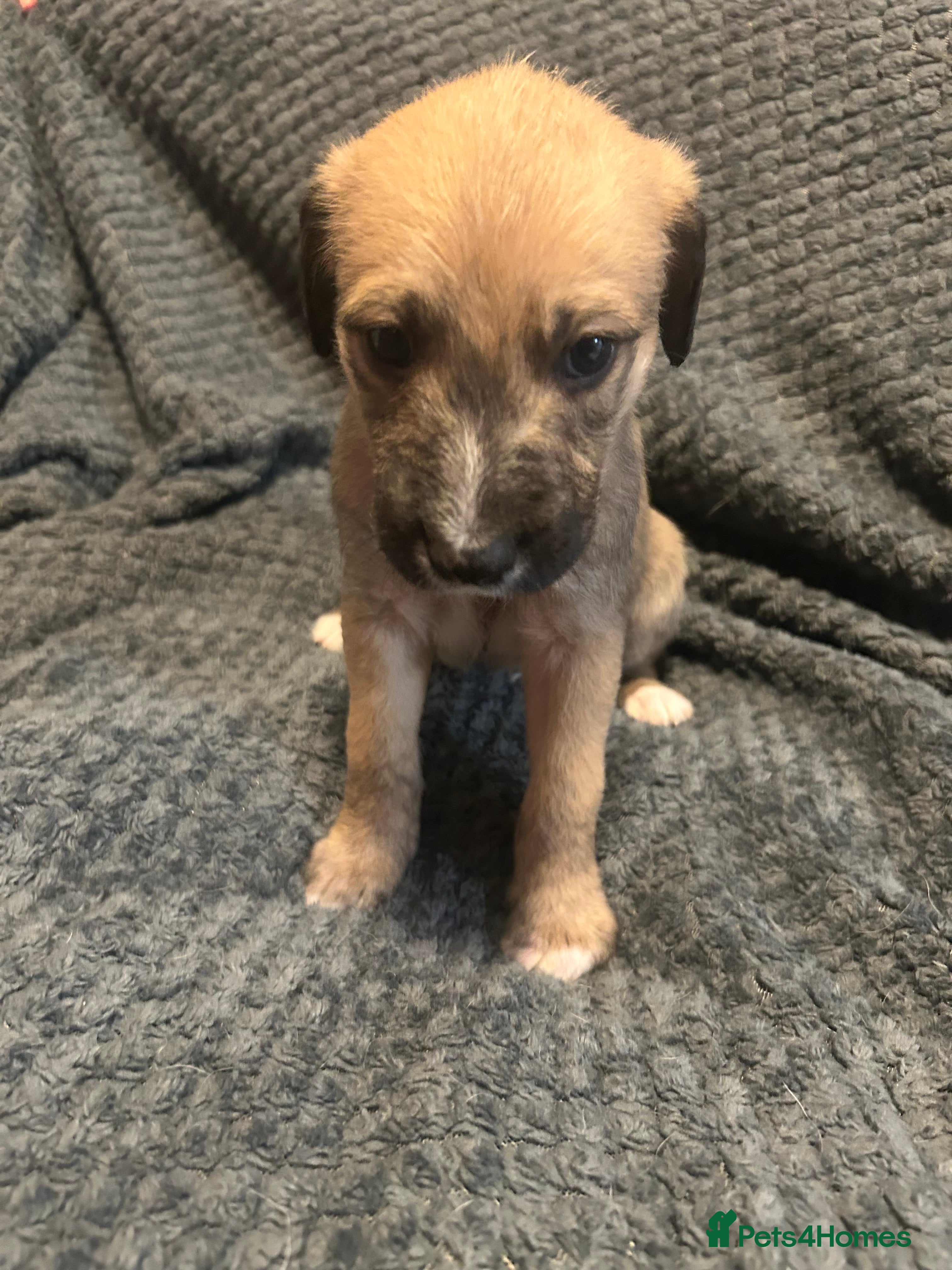 Lurcher dogs for sale: Bedlington Whippet x Greyhound Lurcher Puppies - Advert 2
