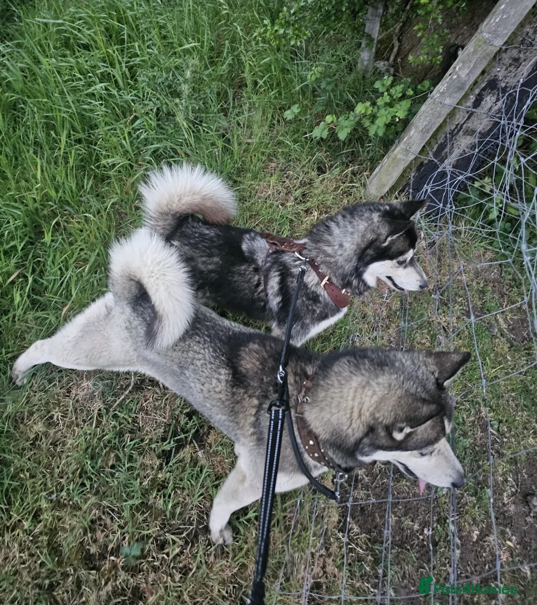 Pomsky dogs for sale: Beautiful F4 blue eyed pomsky puppies - Advert 18