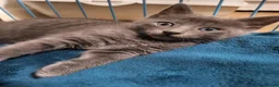 Bengal cats for sale: Bengal × Nebelung in Camborne - Advert 5