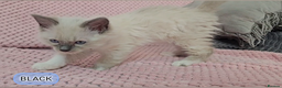 Ragdoll cats for sale: Ragdoll kittens boys Blue point Mitted - Advert 6