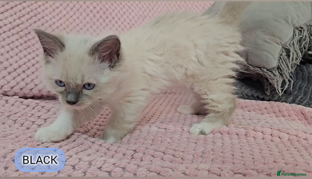 Ragdoll cats for sale: Ragdoll kittens boys Blue point Mitted - Advert 6